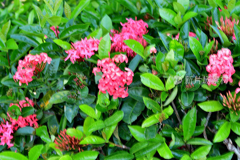野蔷薇/森林之火:小管状，深红色的花，密集的圆形簇生